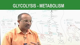 Glycolysis  Metabolism  Dr Najeeb [upl. by Gelasius]