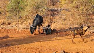 Madikwe Wild Dogs vs Wildebeest [upl. by Allison]