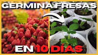 🍓 Como GERMINAR Semillas de FRESA FACIL y RAPIDO 🥇 [upl. by Riley]