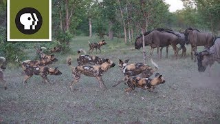 Wild Dogs Take on Wildebeest [upl. by Bekah]