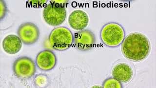 Make Your Own Algal Biodiesel [upl. by Nywles]