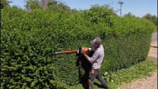 HEDGE trimming privet ligustrum [upl. by Natsuj]