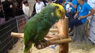 Double Yellow Headed Amazon Parrot sings Old McDonald [upl. by Christensen444]