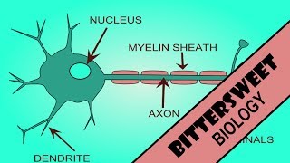 Action Potential Explained  The Neuron [upl. by Krebs]