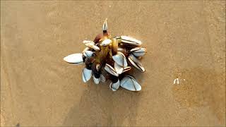 Pelagic gooseneck barnacle Lepas anatifera [upl. by Strait]