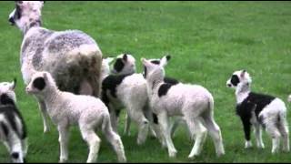 Ewe Gives Birth to 7 Lambs in Wash [upl. by Gemmell]