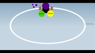 Chemotaxis Simplified [upl. by Ruthann]