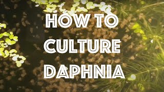 How To Culture Daphnia Magna [upl. by Nylatsyrk195]