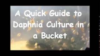 How to culture daphnia outside [upl. by Keri867]