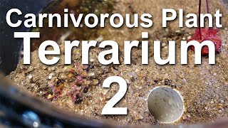 Growing Carnivorous Plants E2 Planting the Terrarium [upl. by Wenonah]