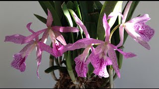 Brassocattleya or Brassanthe Maikai Brassavola nodosa x Cattleya bowringiana [upl. by Kerri755]