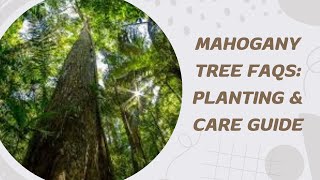 Mahogany Tree FAQs Planting amp Care Guide [upl. by Nordin]