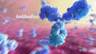 How do Antibodies Work [upl. by Nimref]