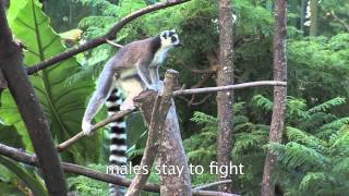 Lemur Catta RingTailed Lemur Habits and Habitat [upl. by Sheryle]