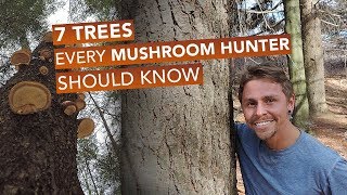 7 Trees Every Mushroom Hunter Should Know [upl. by Eneri151]