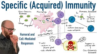 Specific Adaptive Immunity  Humoral and CellMediated Responses [upl. by Gillette]