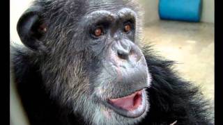 Superstar Tarzan chimp Cheetah dies [upl. by Hamford]