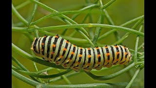 Metamorfosi Papilio machaon [upl. by Legnaros512]