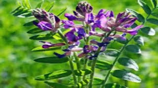 Discover All The Benefits of Astragalus and how to use [upl. by Meir303]