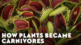 How Plants Became Carnivores [upl. by Grannie]