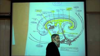 INTRO TO HUMAN EMBRYOLOGY PART 2 by Professor Fink [upl. by Lynnell]