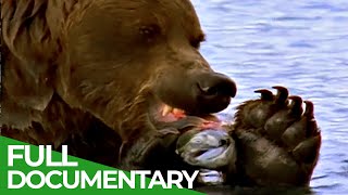 Majestic Bears of Alaska amp British Columbia  Free Documentary Nature [upl. by Evelyn851]