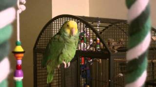 Amazon Parrot talking [upl. by Yuji]