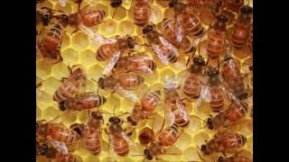 Honeybees Inside the Hive [upl. by Aliak]