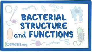 Bacterial Structure and Functions [upl. by Pasco]