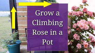 Grow a Climbing Rose in a Pot [upl. by Iglesias]