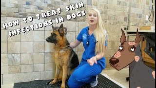 How to Treat Skin Infections in Dogs  Pyoderma [upl. by Lener]