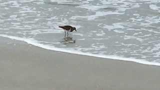 Speedy Sandpipers [upl. by Reilly]