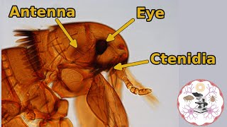 Microscopic Flea Anatomy [upl. by Forrester416]