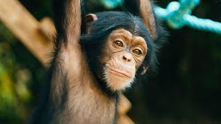 Baby Chimps Learn How To Climb  BBC Earth [upl. by Jacklin366]