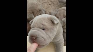 Bear Coat SharPei Puppy [upl. by Laetitia]