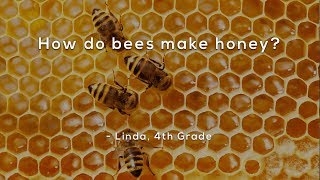 How do bees make honey [upl. by Mrots182]