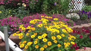 Perennial Sunflower Heliopsis Tuscan Sun  wwwgardencrossingscom [upl. by Akired]