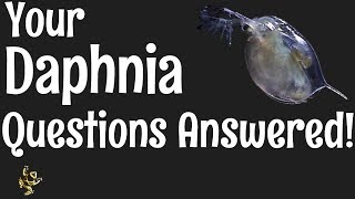 Daphnia Questions Answered [upl. by Benedic]