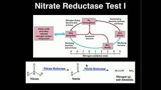 Microbiology Nitrate Reductase Test [upl. by Elleinnad]