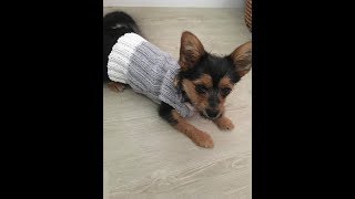 Pull pour petit chien tricot facile [upl. by Ennovehs]