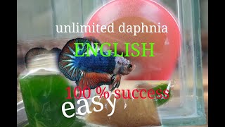 daphnia moina culture Easy way Unlimited production English  with sub Green water Chlorella [upl. by Jochebed]