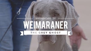 WEIMARANER BIG GAME HUNTER TO BIRD DOG [upl. by Eilzel]