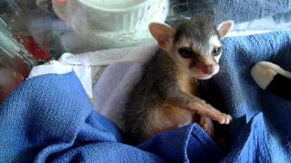 Adorable Baby Ringtail Cat Yawns and Stretches [upl. by Anatnahs428]