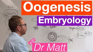 Oogenesis  Embryology [upl. by Iman]