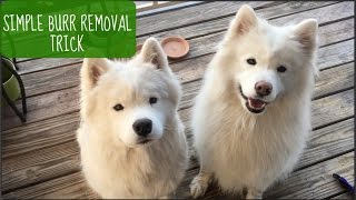 How To Easily Remove Burrs from Dog Fur Shown on Samoyeds [upl. by Campagna]