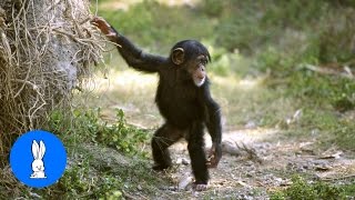 Cuddly Baby Chimpanzees  Cutest Compilation [upl. by Oiramel]