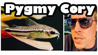 Pygmy Corydoras Care Need to Know [upl. by Ruder]