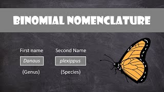 Binomial Nomenclature  Classification [upl. by Niawd335]