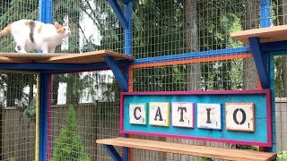 Catio Life COLORFUL CATIO MENAGERIE by Catio Spaces [upl. by Baalbeer829]