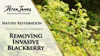 Invasive Blackberry Removal  THIS WORKS [upl. by Abie]